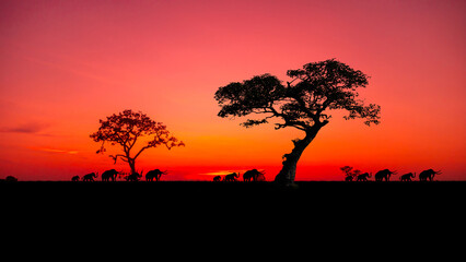 Amazing sunset and sunrise.Panorama silhouette tree in africa with sunset.Tree silhouetted against a setting sun.Dark tree on open field dramatic sunrise.Safari theme. Elephant