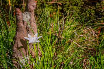 Nature in Cypress Gardens in Moncks Corner, Sourth Carolina, USA
