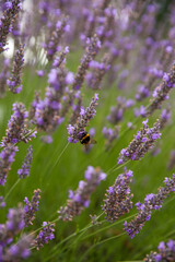 lavender flowers and a bumblebee 