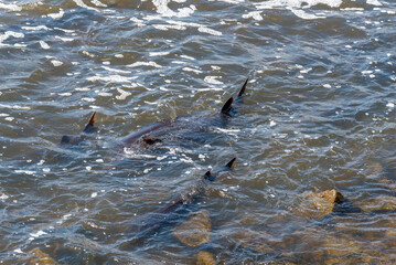 Strugeon Spawning In Spring At The Fox River Dam And Rapids In De Pere, Wisconsin