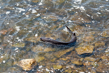 Strugeon Spawning In Spring At The Fox River Dam And Rapids In De Pere, Wisconsin