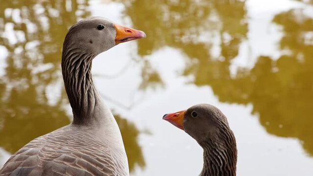 Pareja de gansos graznando cerca del agua en un estanque (Anser anser)