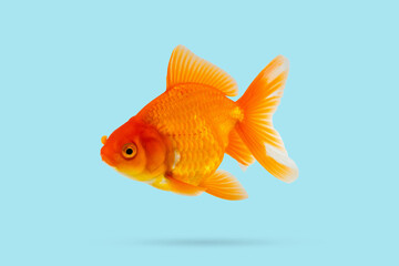Oranda goldfish isolated on blue background