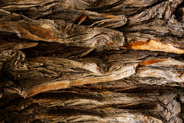 Bark of old big oak tree texture in black and white. Abstract background and texture for design.