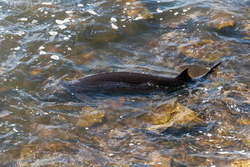 Strugeon Spawning In Spring At The Fox River Dam And Rapids In De Pere, Wisconsin
