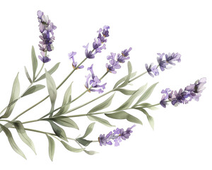 Obraz premium Delicate purple watercolor botanical illustration of lavender sprigs, soft and serene, perfect for a calming theme