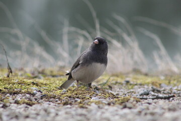 Dark-eyed Junco wondering where the food is
