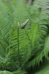 Close-up of green ferns in a botanical garden, green fern with vector leaves in macro, fern in the forest fertile green large fern