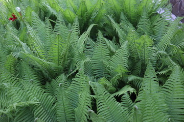 Close-up of green ferns in a botanical garden, green fern with vector leaves in macro, fern in the...
