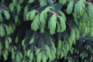 Holiday background of evergreen tree branches with needle ovens, green pine cone, Christmas tree 