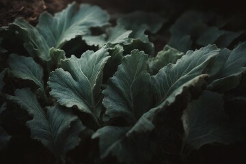 cabbage growing in the garden