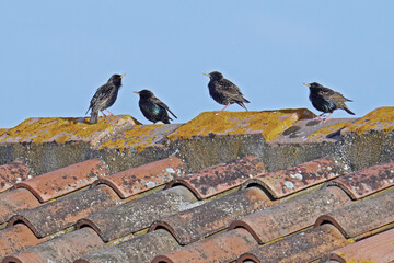 four common starlings on a roof