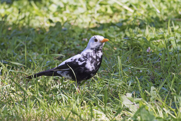 male common blackbird with partial albinism