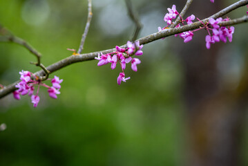 Branch of pink blossoms
