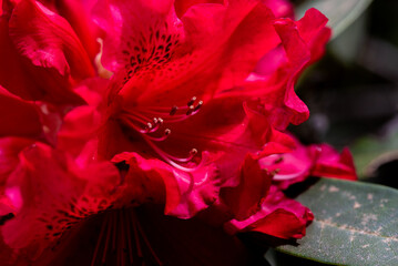 Red Rhododendron Closeup