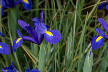 blue iris flower