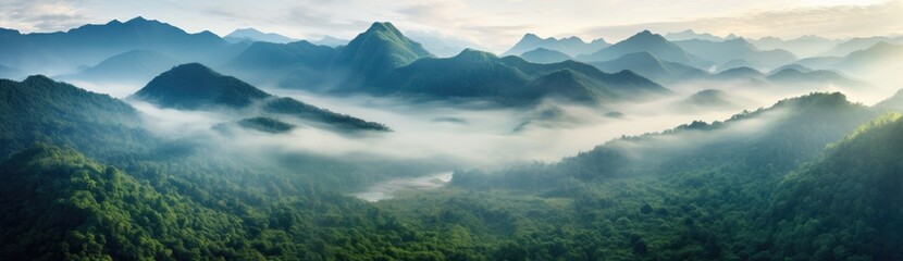 Fog-Enveloped Forest Creates a Serene Atmosphere Amidst Lush Greenery