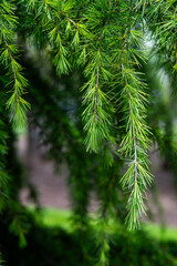 branches of a pine