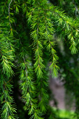 branches of a pine