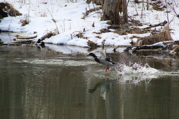 Mallard taking flight