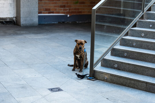 An einem Gel&auml;nder angeleinter Hund in Tarragona, Spanien
