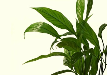 Houseplant Spathiphyllum on a white background.