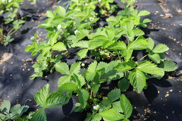 Young strawberry bushes on black agrofibre. Berry growing. Gardening.