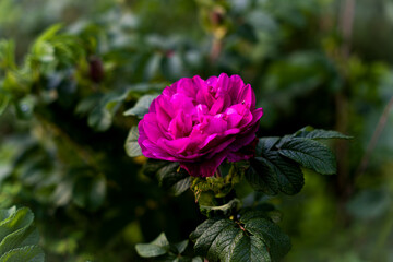 pink and white flower