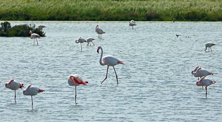 pink flamingos with curved beaks and long legs wading in the lagoon water in search of food