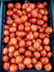 The organic fresh tomato from the local farm in the tray.