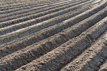 Prepared soil for potatoes in spring