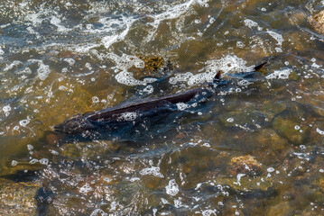 Strugeon Spawning In Spring At The Fox River Dam And Rapids In De Pere, Wisconsin