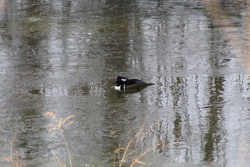 Hooded Merganzer waiting for his female to lay eggs in the duck box