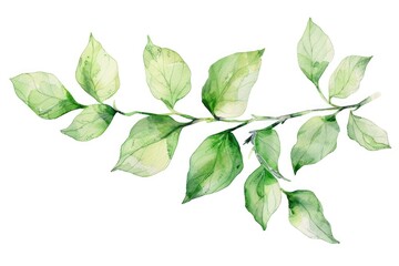 Fototapeta premium Watercolor painting of a branch with green leaves. Suitable for nature-themed designs