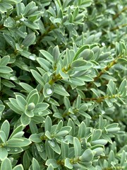 dew drops on leaves