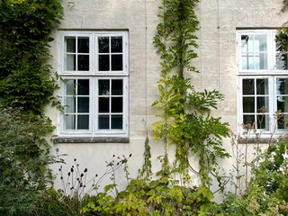 Fototapeta na wymiar windows with ivy