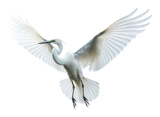 Obraz premium PNG Egret Fly animal flying heron.
