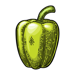 Whole green sweet bell pepper. Vector color vintage engraving illustration - 803275137