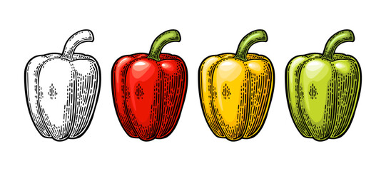 Whole yellow, red, green sweet bell pepper. Vector vintage engraving - 803275151