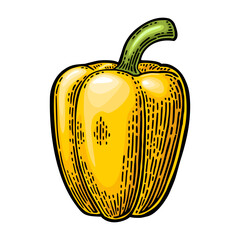 Whole yellow sweet bell pepper. Vector color vintage engraving illustration - 803275153