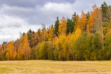 Fototapeta premium autumn in the forest