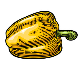 Whole yellow sweet bell pepper. Vector color vintage engraving illustration - 803276739