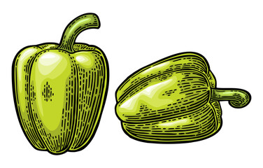 Whole green sweet bell pepper. Vector color vintage engraving illustration - 803276748