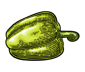 Whole green sweet bell pepper. Vector color vintage engraving illustration - 803276782