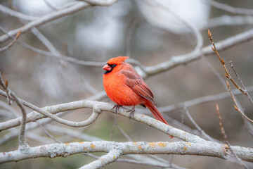 cardinal on a branch
