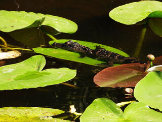 A baby alligator sunning on a lily pad in Tampa Bay, Florida.