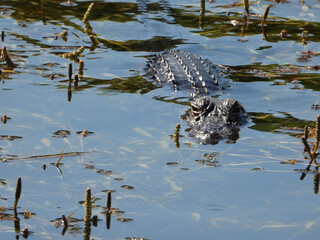 Florida alligators swimming in Lake Tarpon Springs, Florida