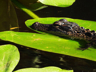 A baby alligator sunning on a lily pad in Tampa Bay, Florida.