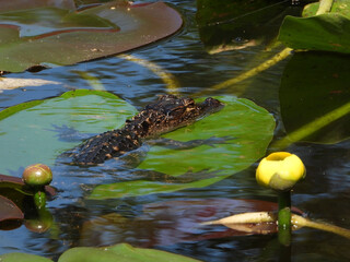 alligator in the pond