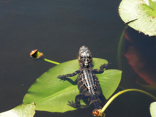 A baby alligator sunny on a lilypad, Tampa Bay, Florida